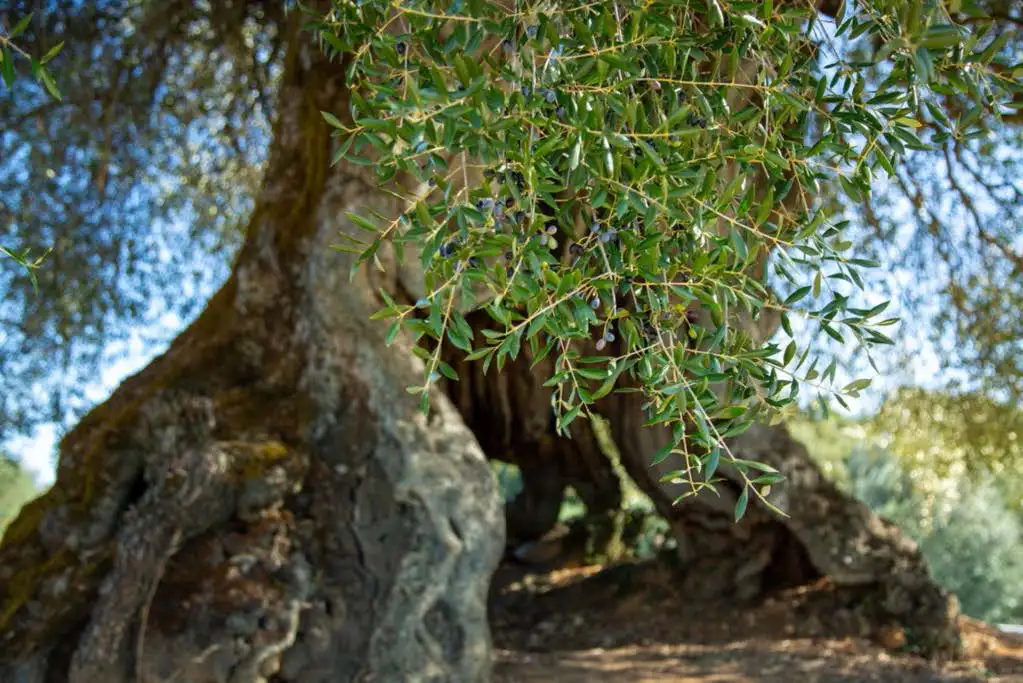 Floresce a venda de oliveiras centenárias e milenares. Para criar um azeite diferente