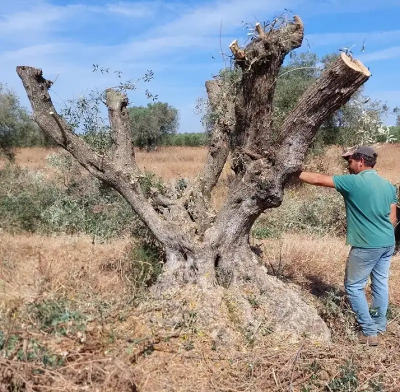 Projeto OLIVECOA está concluído e caracteriza as oliveiras centenárias do Vale do Côa