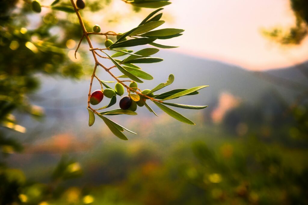 Estudo sobre as oliveiras antigas